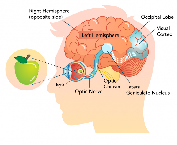 https://www.alphazoneeyeclinic.com/wp-content/uploads/2021/09/sight_and_brain_pathway.png